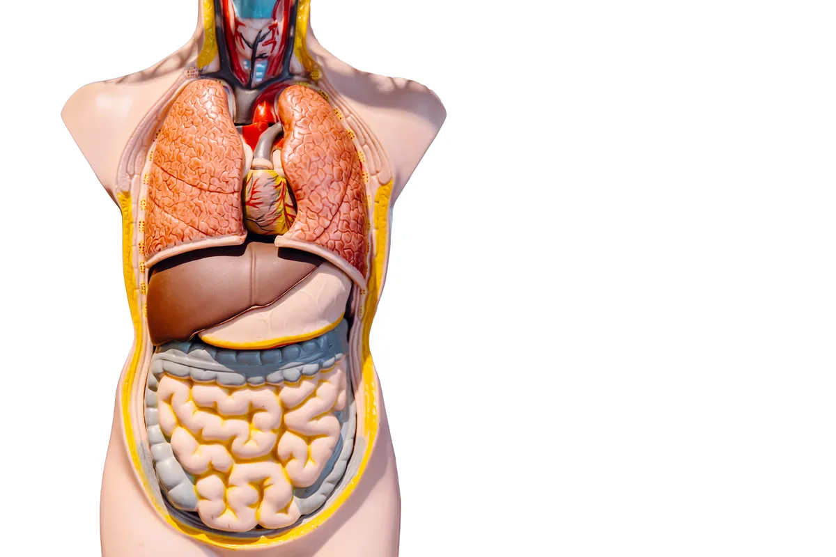 a close up of a model of a human body with organs