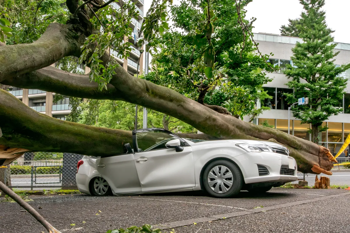 arafed tree blocking a car from falling down on a street