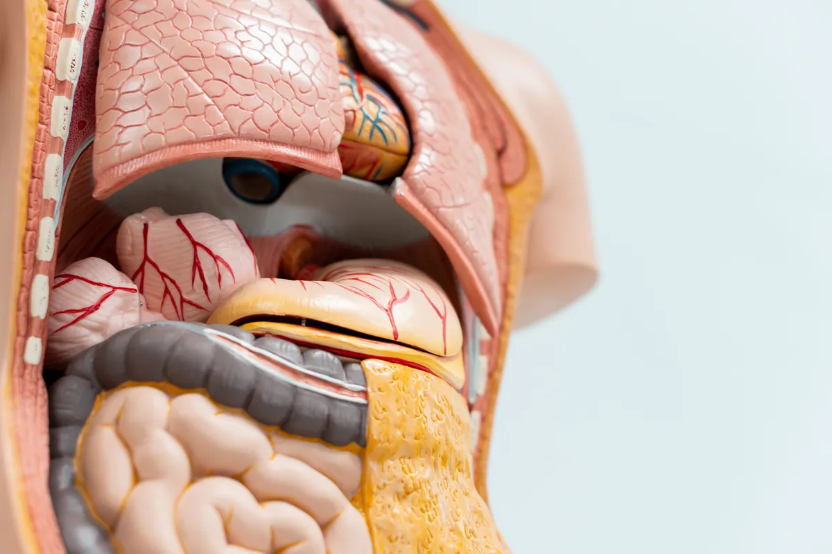 Common Internal Injuries In Nevada Car Accidents Cover Image